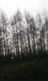 吉林龙潭区 9亩 有林地 经营权转让