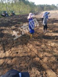 北海合浦县 30亩 旱地 经营权转让