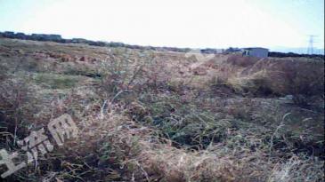 桂林临桂区 300亩 水田 经营权转让