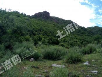 张家口赤城县 1000亩 乔木林地 经营权出租