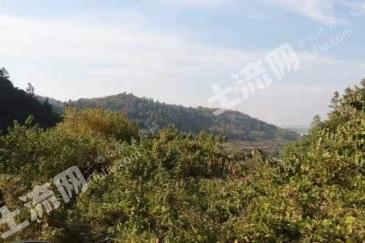 黄冈武穴市200亩有林经营权转让