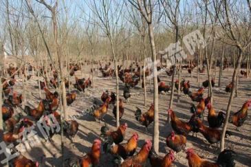 晋中太谷县 30亩 畜牧养殖用地 出租