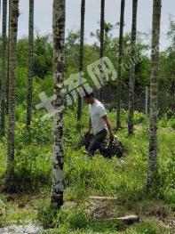 三亚海棠区 16.5亩 水浇地 经营权转让