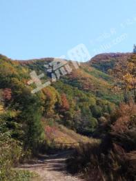 通化柳河县636.5亩林地-有林地经营权转让