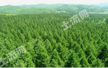 双鸭山饶河县115.86亩有林地经营权转让