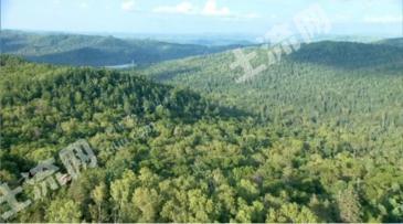 双鸭山饶河县78.95亩有林地经营权转让