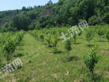 宝鸡岐山县 43.59亩 果园 经营权转让