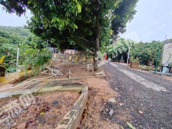 深圳南山区 12亩 果园 经营权出租