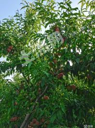 菏泽定陶区13亩果园经营权出租