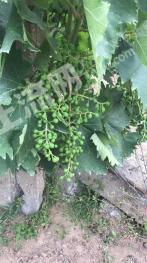 菏泽牡丹区 32亩 果园 经营权出租