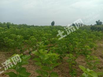 自贡富顺县186.39亩桑园基地 经营权转让