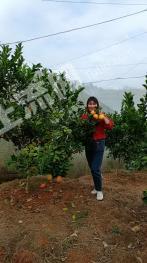 江西赣州 12苗=8000.4平方米亩