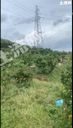 崇左天等县20亩园地-果园经营权转让