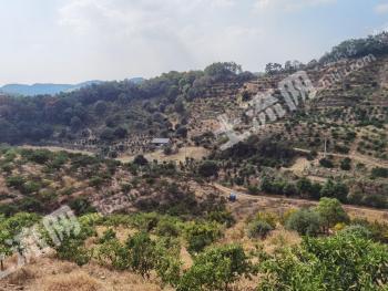 急售！九江永修县云山 65亩 果园 经营权转让