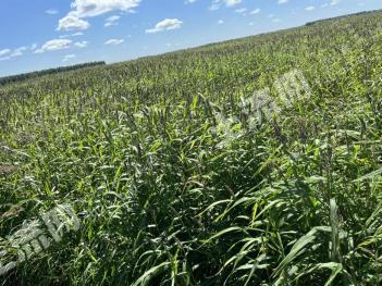 齐齐哈尔甘南县 1800亩 其它耕地 经营权出租