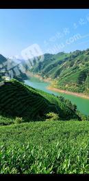 黔南三都水族自治县 1600亩 茶园 经营权转让