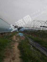 商丘宁陵县50.49亩果园经营权转让
