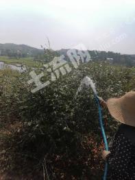 吉安万安县 300亩 有林地（茶油山） 经营权转让