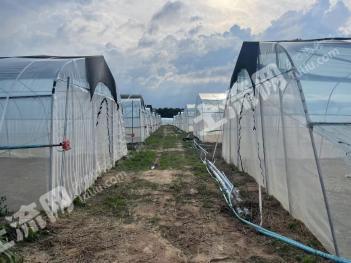 海南昌江黎族自治县 150亩 旱地 经营权转让