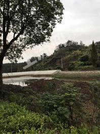 金华金东区1278.84亩林地-有林地经营权出租