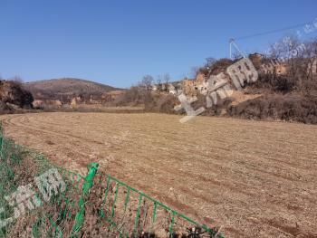 晋城泽州县10.11亩果园经营权转让