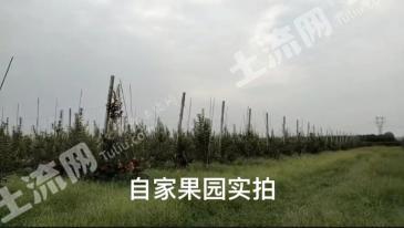 济南莱芜区 200亩 果园 经营权出租