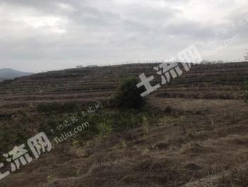 金华金东区40.48亩耕地-旱地经营权出租