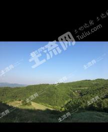 黄冈团风县276.5亩有林地 经营权转让