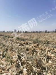 张掖高台县 3000亩 旱地 经营权出租