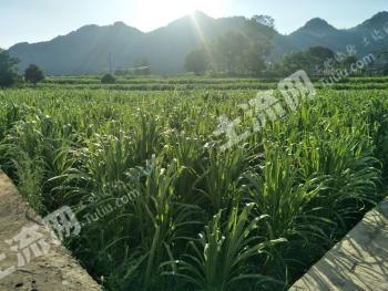 遵义凤冈县 14.76亩 畜牧养殖用地 转包