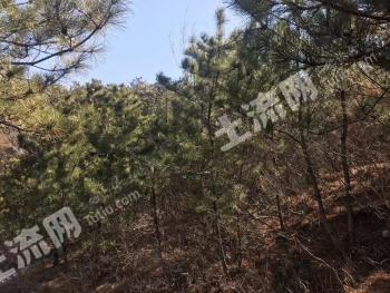 锦州义县 1000亩 有林地 经营权转让