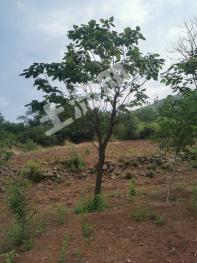 辽宁锦州 35亩 其它耕地 苗圃经营权转让