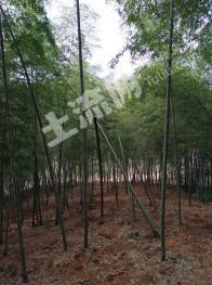 台州三门县 300亩 乔木林地 经营权转让