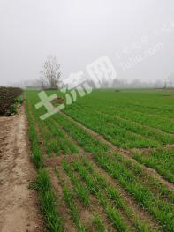 菏泽单县 6亩 水浇地 经营权出租