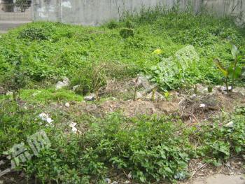 中山港口 90亩 农地 使用权出租