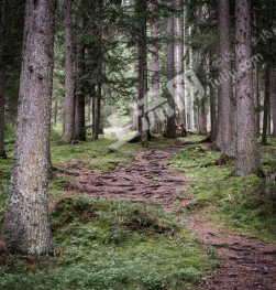 辽宁本溪平山区山林地经营权转让