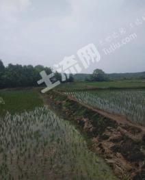阜新彰武县200亩水田和旱田转让