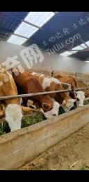 丽江古城区 130亩 荒山（果园+养殖） 经营权转包