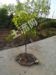 黄石大冶市 600平米 农家庭院 使用权出租