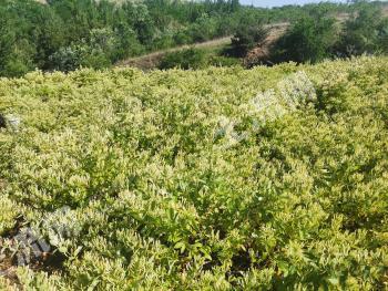 烟台招远市 300亩 旱地 经营权转让