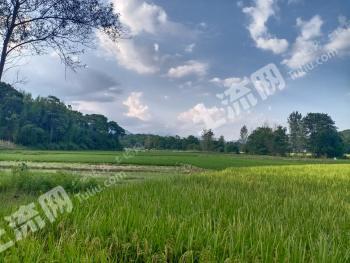 桂林全州县 60亩 水田 经营权出租
