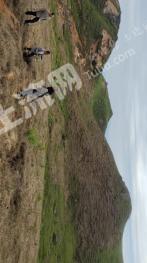 桂林全州县 2396亩 其它林地 经营权出租