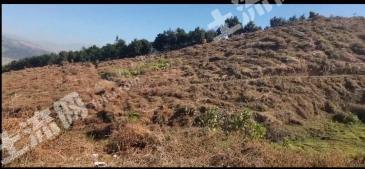 德宏盈江县 175亩果园经营权 出租