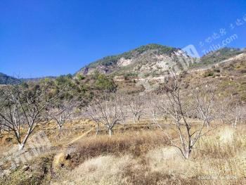 大理弥渡县 100亩 其它林地 经营权出租