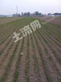 聊城阳谷县 8亩 水浇地 出租