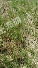 三门峡灵宝市 10000亩 其它草地 使用权出租