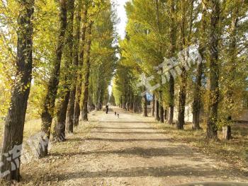 大同左云县 800亩 水浇地 经营权转让