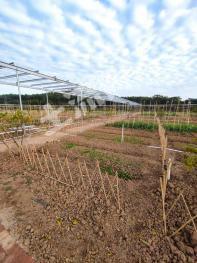 中山不限 9亩 菜园 经营权出租