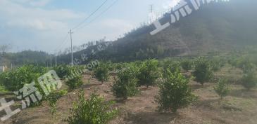 台州仙居县180亩红美人柑橘果园经营权转让