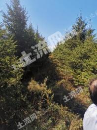 哈尔滨方正县 175亩 有林地 经营权转让